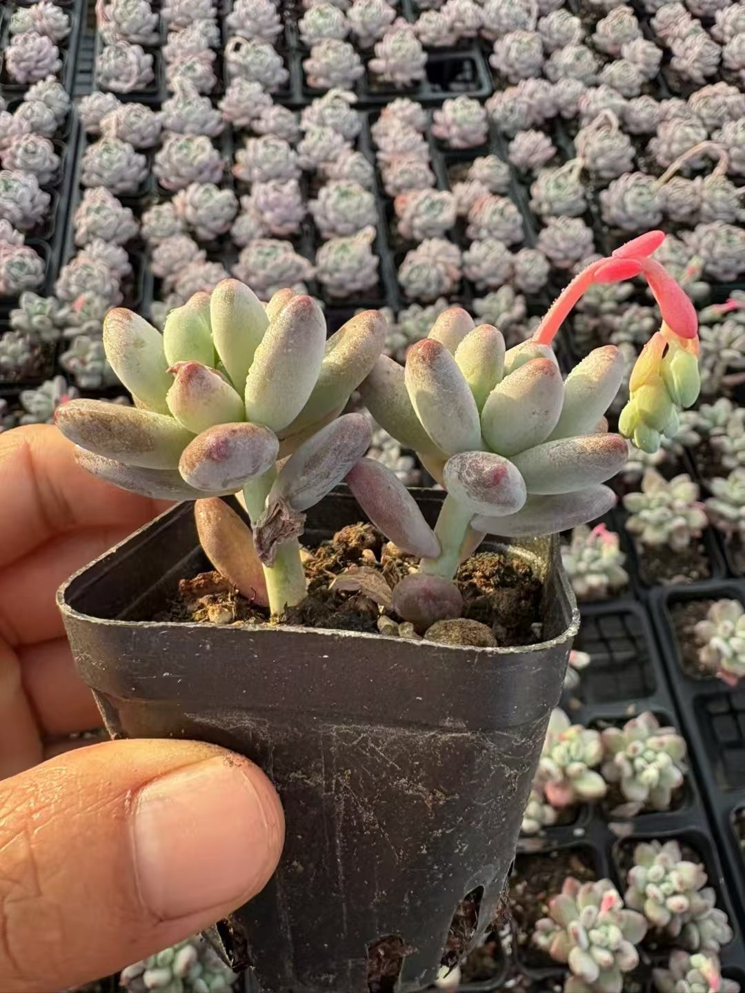 多肉植物 りんごミルク 50株セット 2.5号鉢 品番AD00099