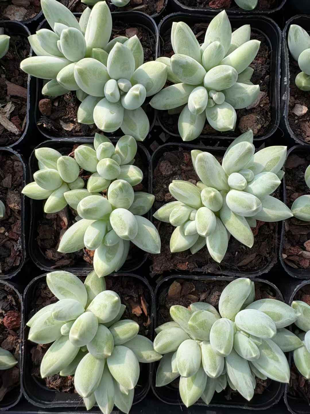 多肉植物 しょうかびじんぐん 50株セット 2.5号鉢 品番AD00183