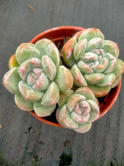 多肉植物 ヒョクギョク 35株セット 3号鉢 品番ZG00017