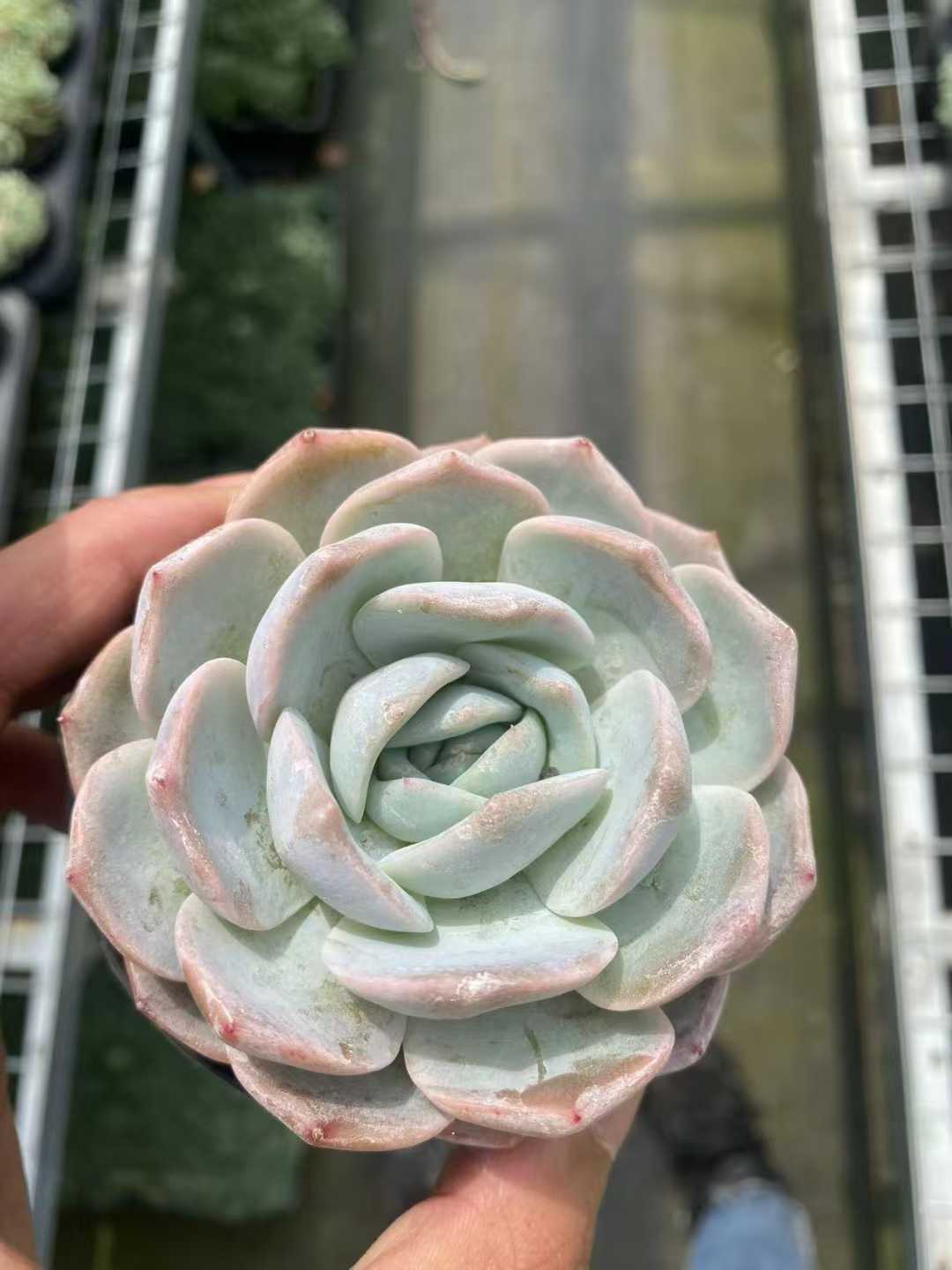 多肉植物 ムラサキコウゴウ 30株セット 3号鉢 品番AF00009