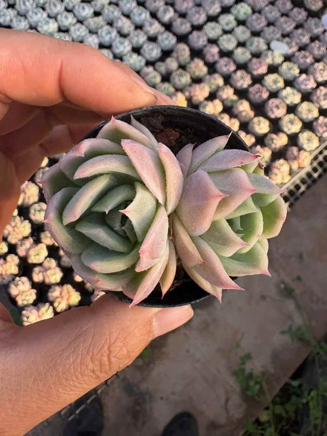 多肉植物 ファントム 50株セット 2号鉢 品番AD00005