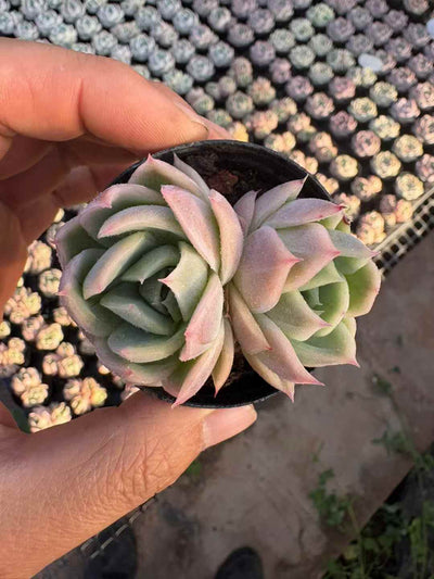 多肉植物 ファントム 50株セット 2号鉢 品番AD00005