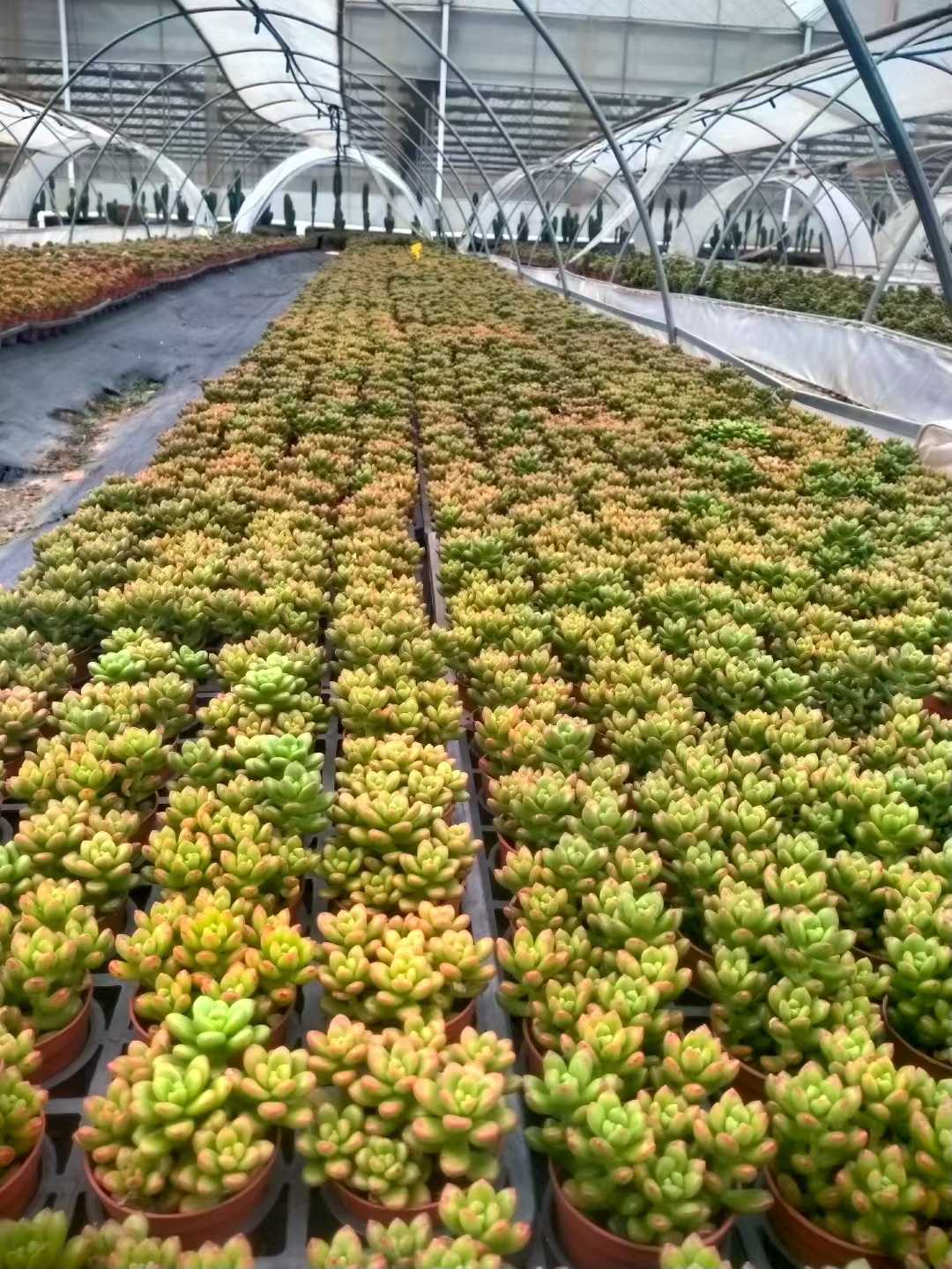 多肉植物 マルバショウリョク 35株セット 3号鉢 品番ZG00050