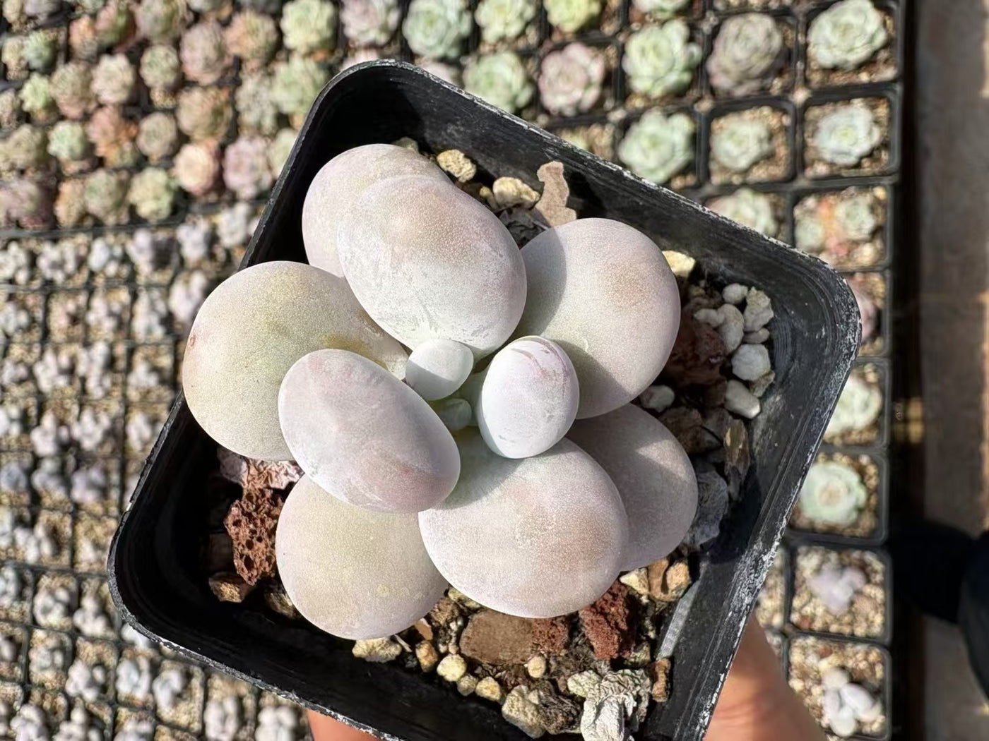 多肉植物 ちーず 50株セット 2.5号鉢 品番AD00076
