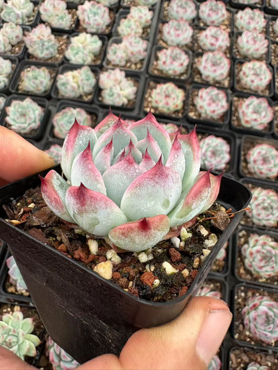 多肉植物 すいみつとう 50株セット 2.5号鉢 品番AD00060