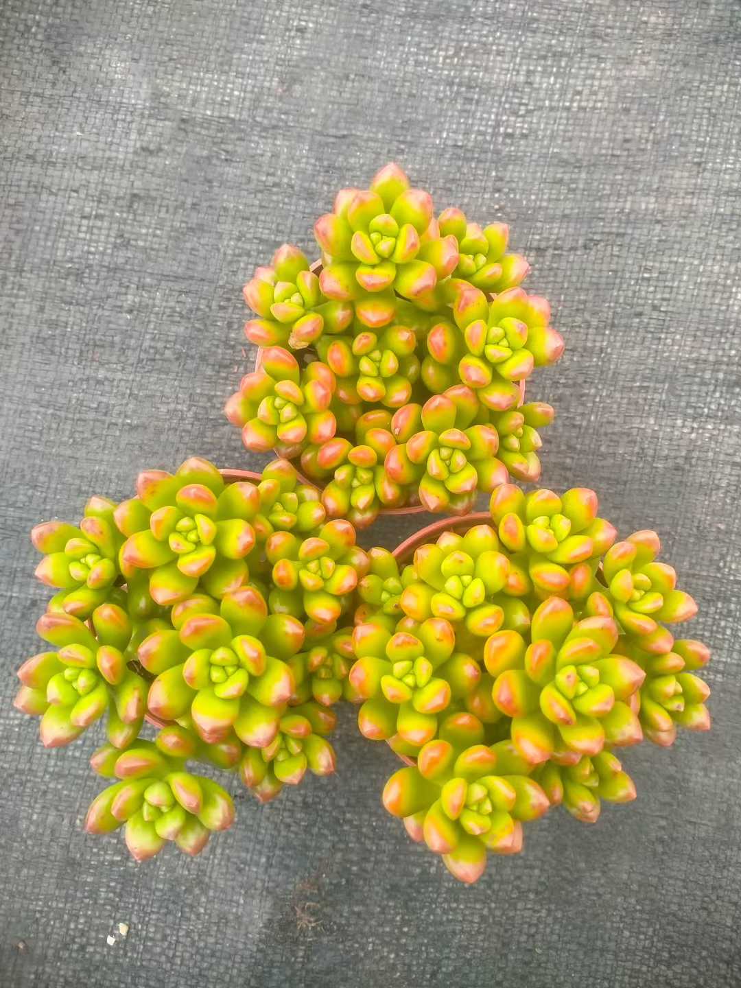 多肉植物 マルバショウリョク 35株セット 3号鉢 品番ZG00050