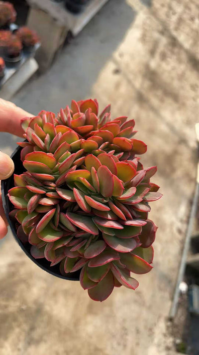 多肉植物 バビーツイカ 15株セット 3号鉢 品番AE00053