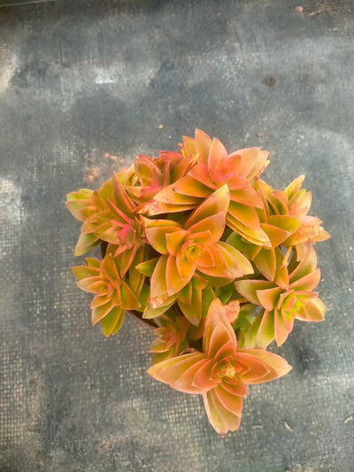 多肉植物 カサマツリ 48株セット 2.5号鉢 品番ZG00018