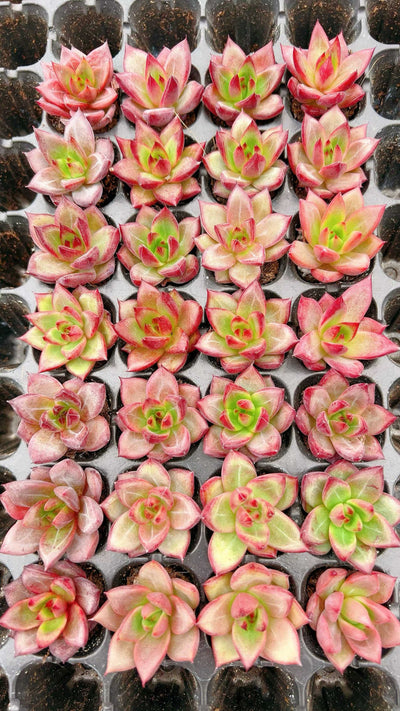 多肉植物 ロブ 128株セット 品番AH00030