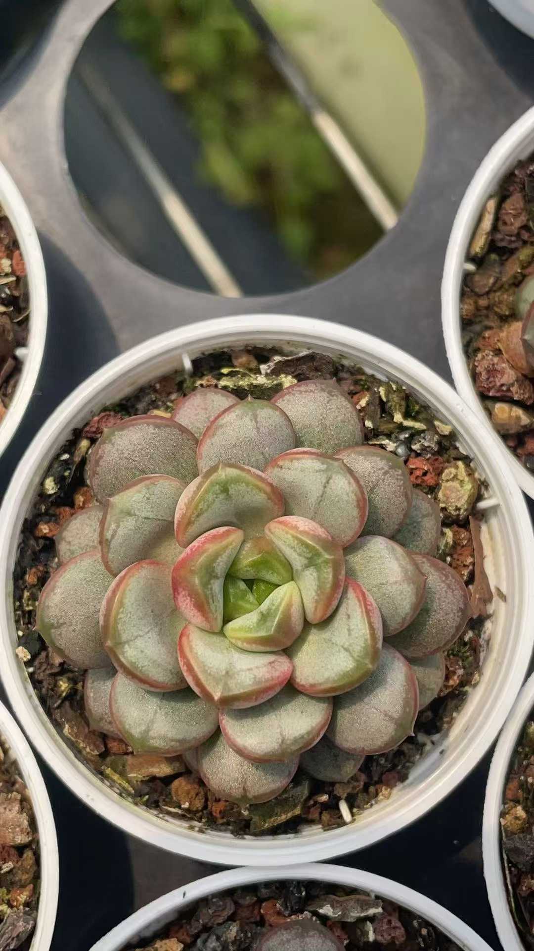 多肉植物 ブドウ 50株セット 2号鉢 品番AE00042