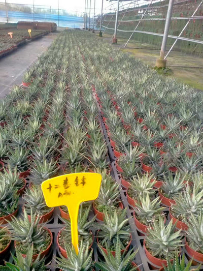 多肉植物 ジュウニマキニシキ 35株セット 3号鉢 品番ZG00007