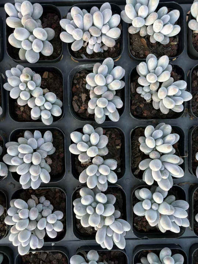 多肉植物 だんご 50株セット 2.5号鉢 品番AD00242