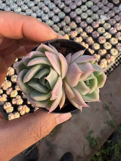 多肉植物 ファントム 50株セット 2号鉢 品番AD00019