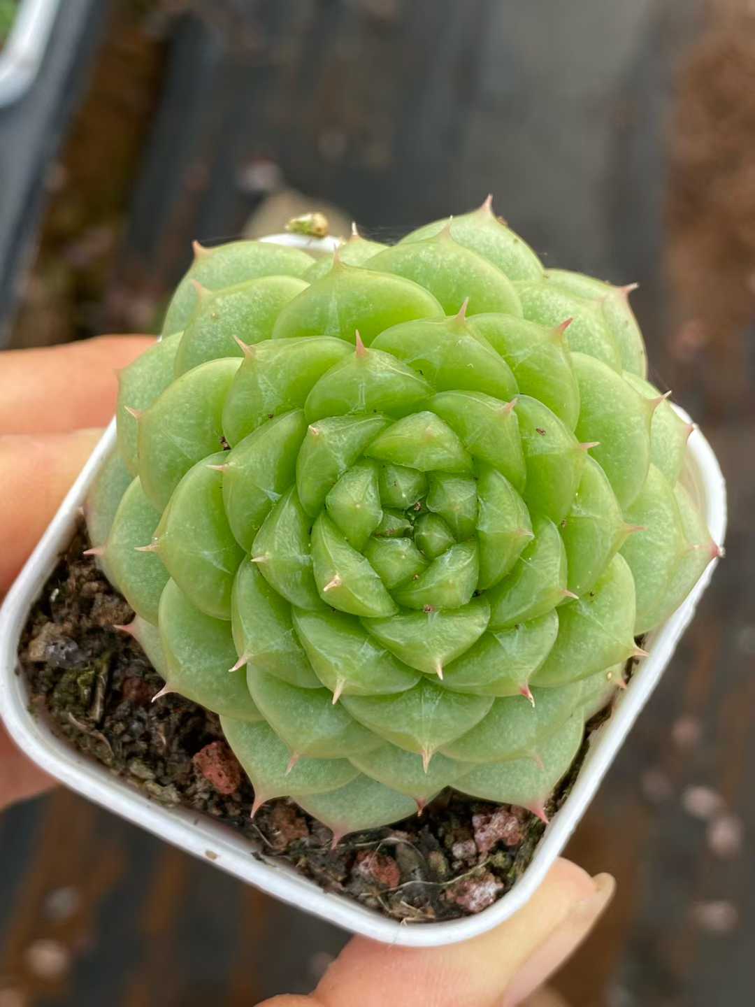 多肉植物 グリーンサブマリーナ 株セット 2.5号鉢 品番AA00167
