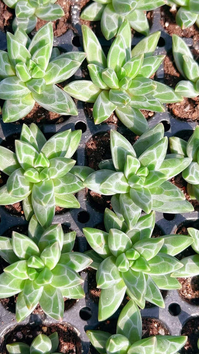 多肉植物 ゴッホ 105株セット 品番AH00009