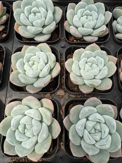 多肉植物 とうしんひょうぎょく 50株セット 2.5号鉢 品番AD00202