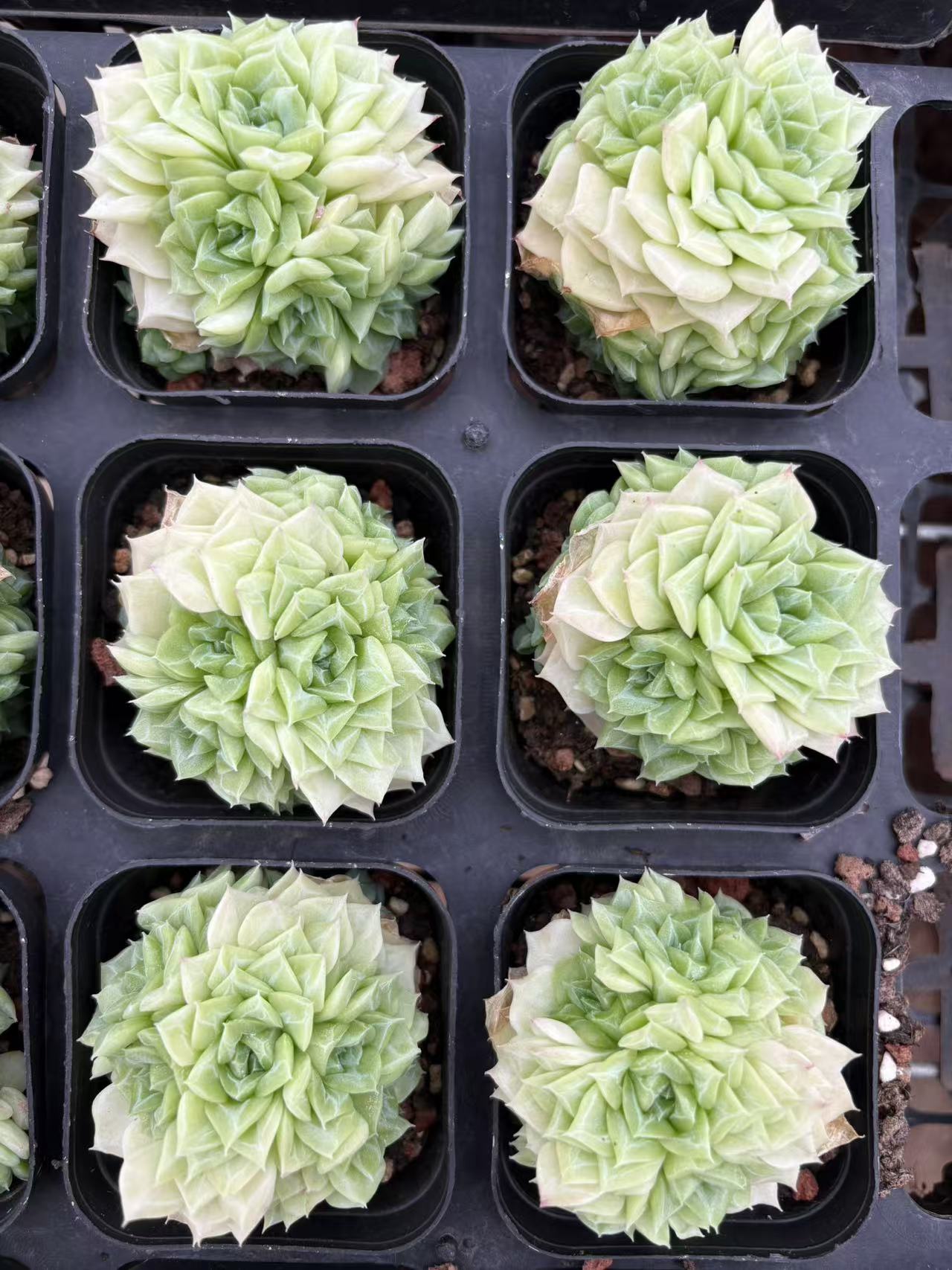 多肉植物 はくてんが 50株セット 2.5号鉢 品番AD00058