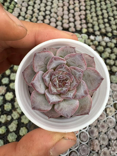 多肉植物 シリウススター 50株セット 2号鉢 品番AD00007