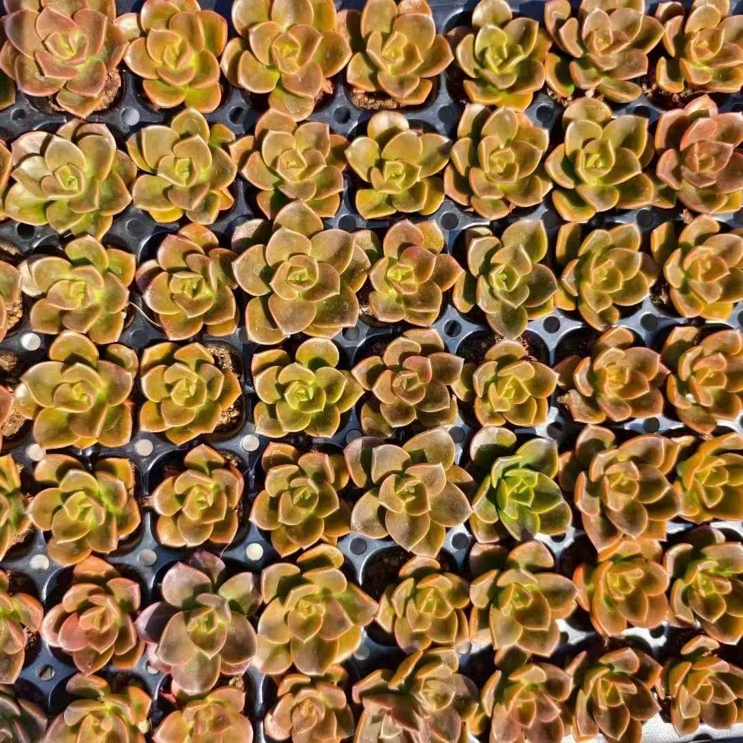 多肉植物 チョコレート 105株セット 品番AH00020