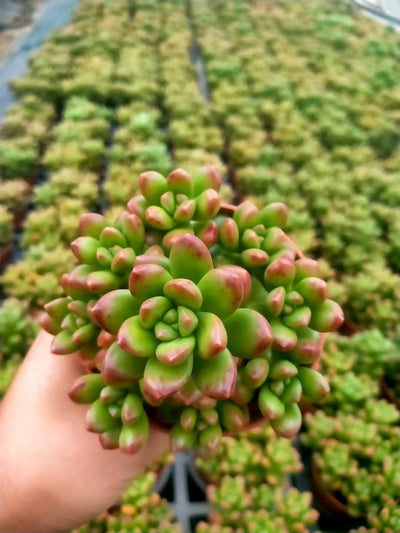 多肉植物 マルバショウリョク 35株セット 3号鉢 品番ZG00050