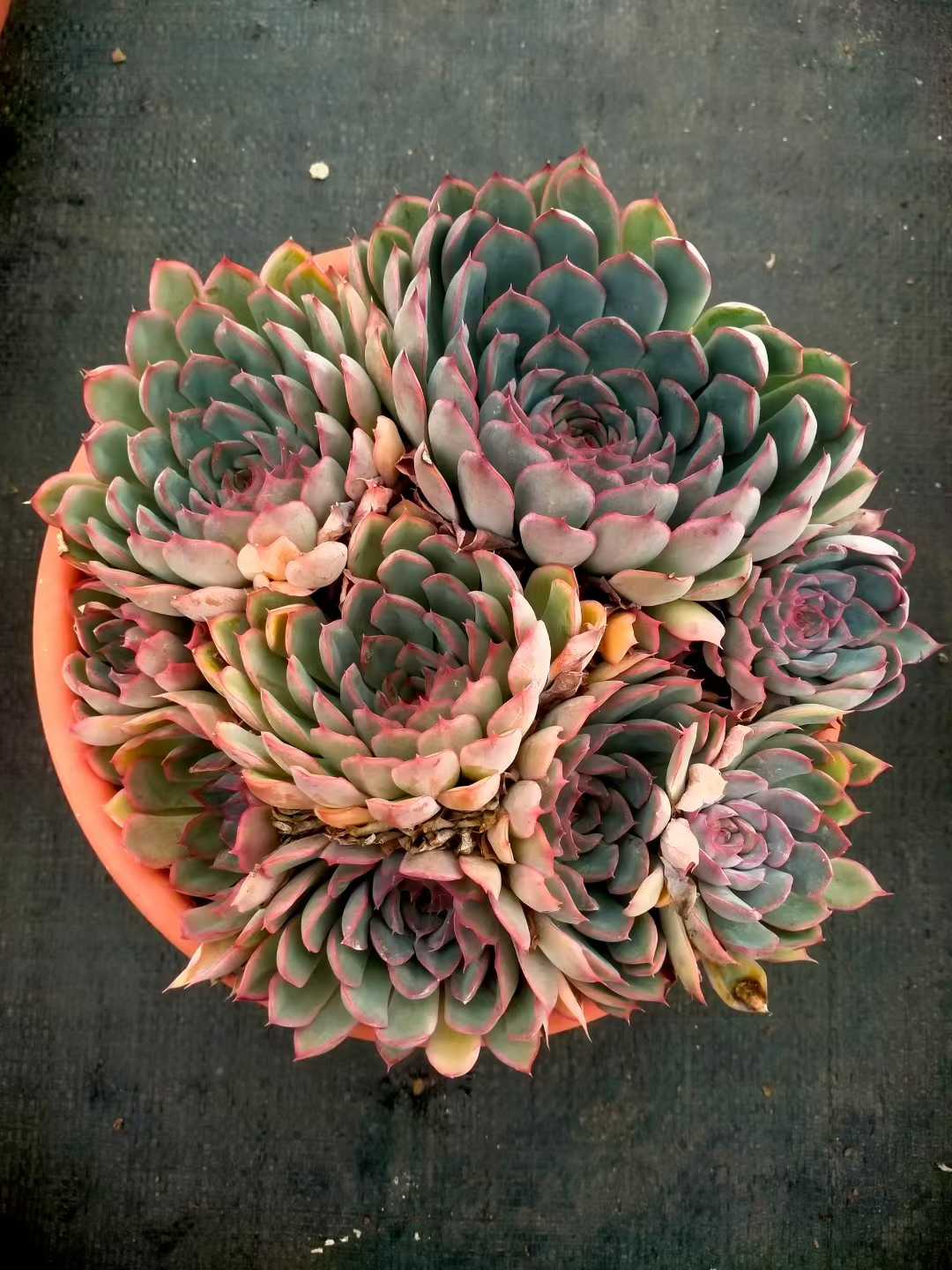 多肉植物 ブセイザ 6株セット 6号鉢 品番ZG00062