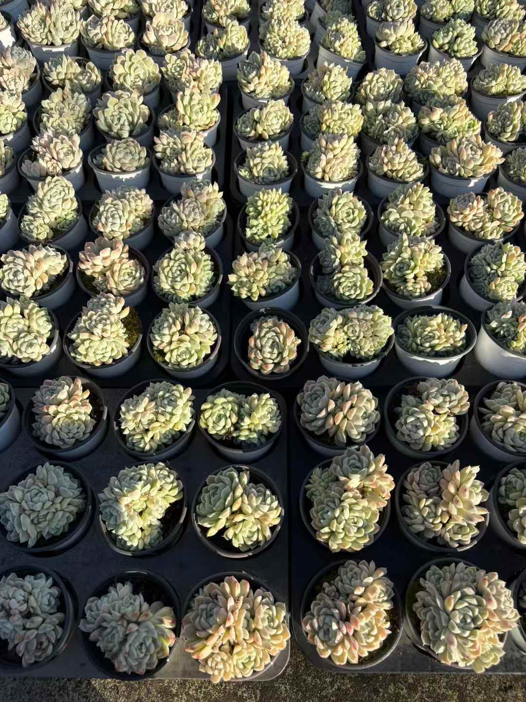 多肉植物 はくげつえい 18株セット 3号鉢 品番AD00235