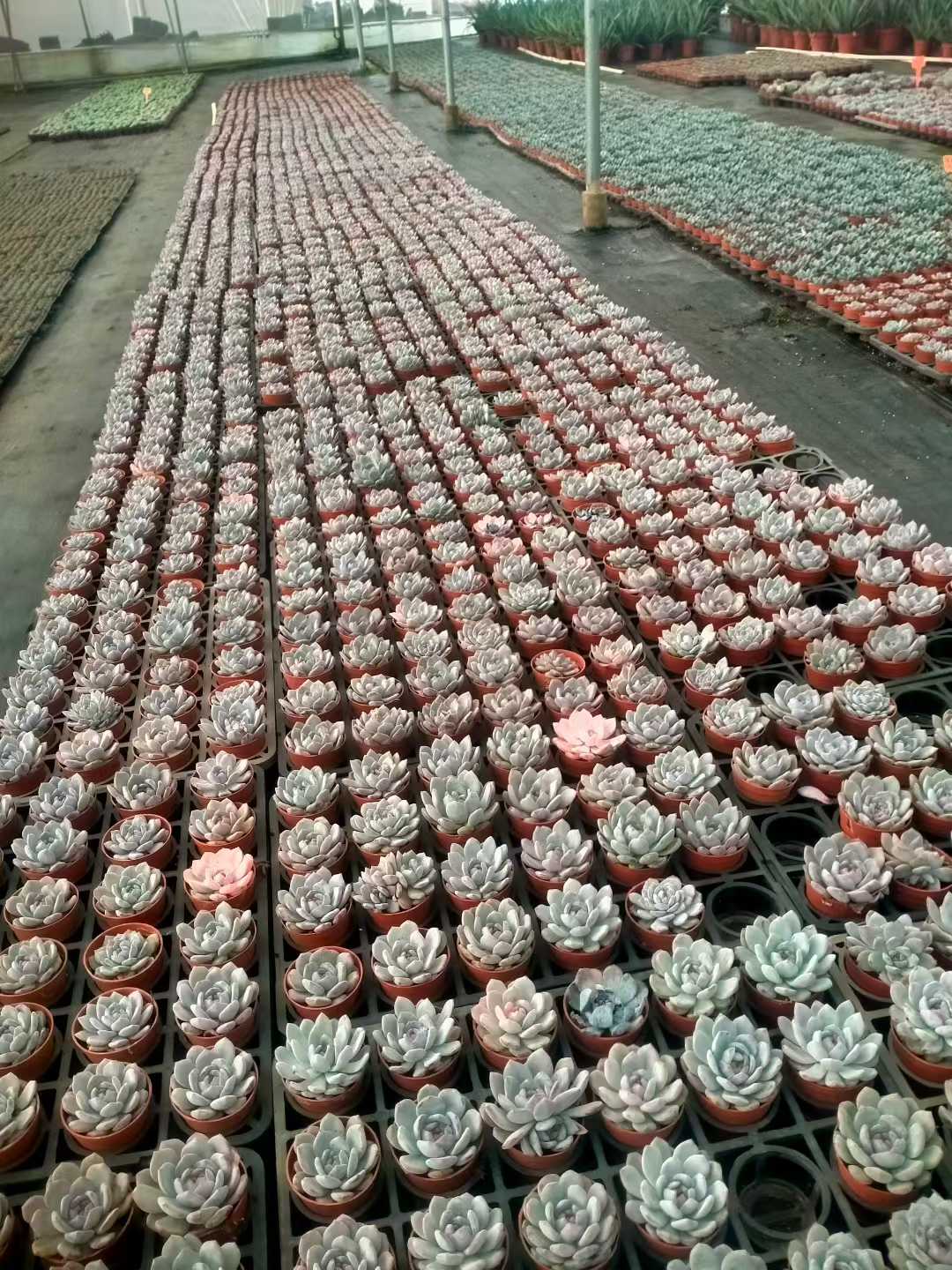 多肉植物 モンロータントウ 35株セット 3号鉢 品番ZG00067