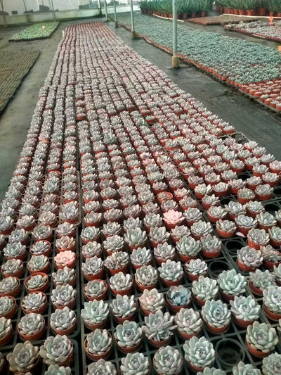 多肉植物 モンロータントウ 35株セット 3号鉢 品番ZG00067