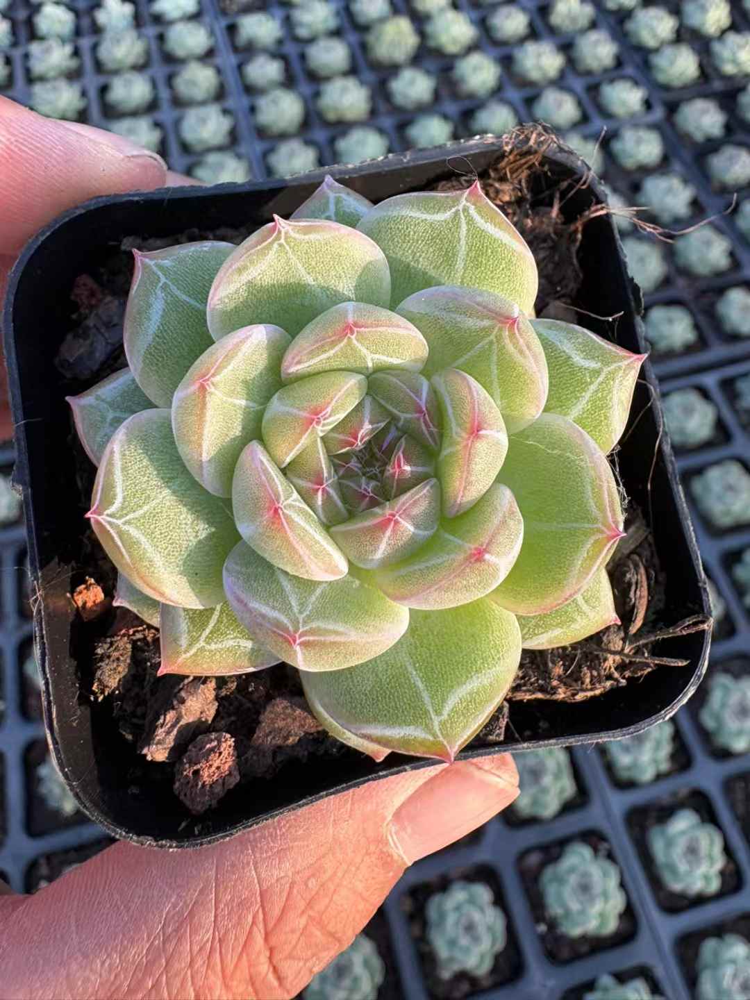 多肉植物 ゆきはなジェニー 50株セット 2.5号鉢 品番AD00237