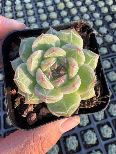 多肉植物 ゆきはなジェニー 50株セット 2.5号鉢 品番AD00237