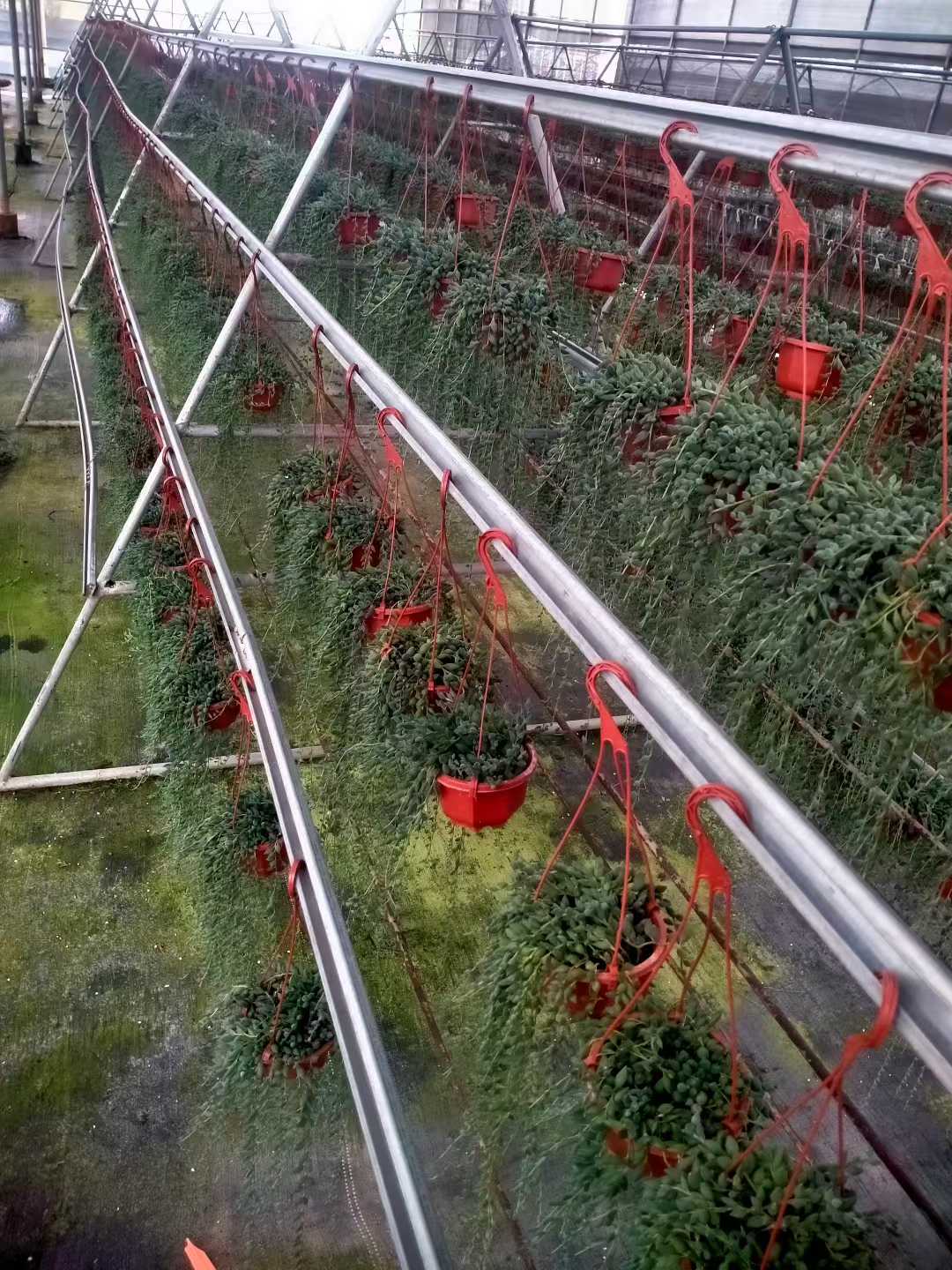 多肉植物 ブツジュ 24株セット 4号鉢 品番ZG00058