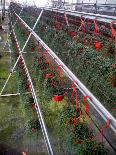 多肉植物 ブツジュ 24株セット 4号鉢 品番ZG00058