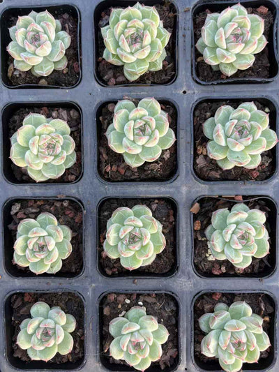 多肉植物 ゆきはなジェニー 50株セット 2.5号鉢 品番AD00237