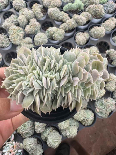 多肉植物 オンズノけい 18株セット 3号鉢 品番AD00249