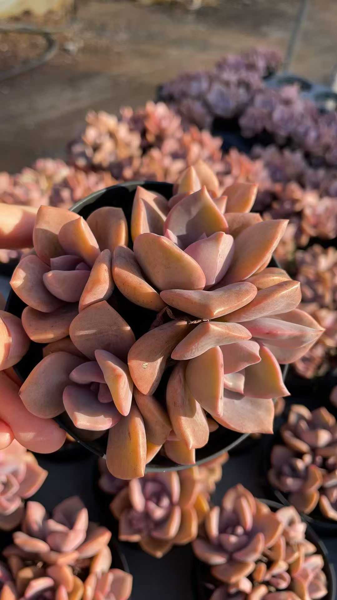 多肉植物 サイコウトウ 15株セット 4号鉢 品番AE00034