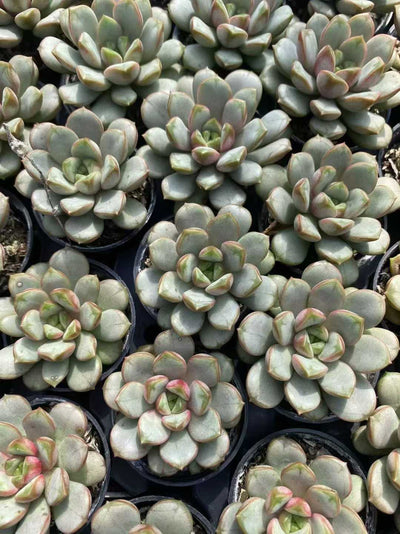 多肉植物 ブドウ55シャープ 54株セット 2号鉢 品番AF00050