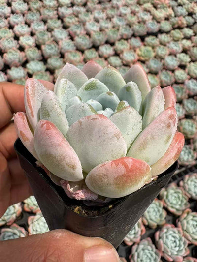多肉植物 ぎょくこちょう 50株セット 2.5号鉢 品番AD00201