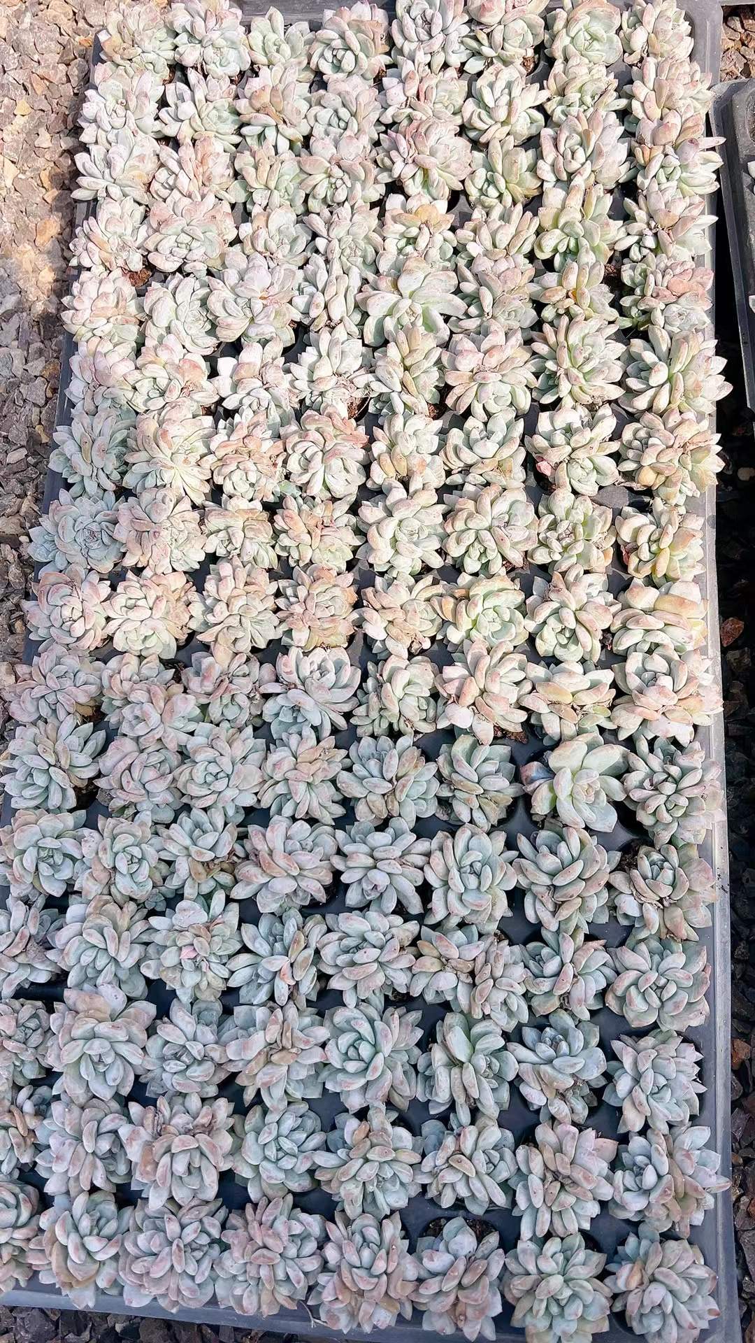 多肉植物 オレンジドリームグン 105株セット 品番AH00004