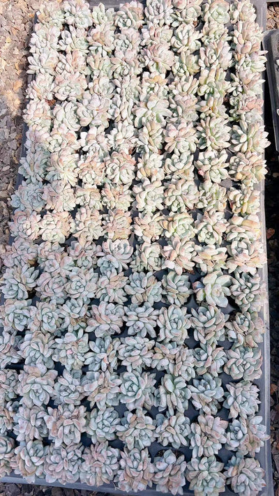 多肉植物 オレンジドリームグン 105株セット 品番AH00004