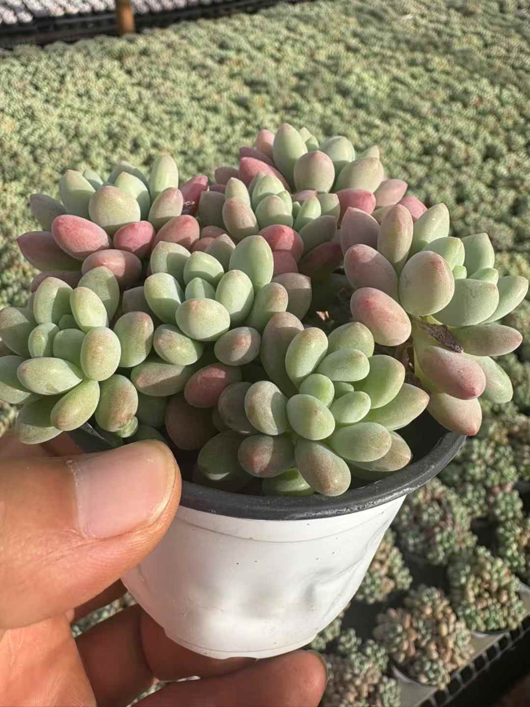 多肉植物 キャビア 18株セット 3号鉢 品番AD00211