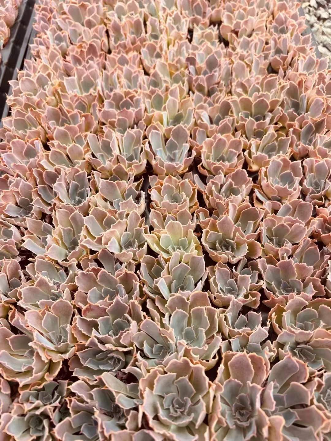 多肉植物 グラウカ 105株セット 品番AH00017