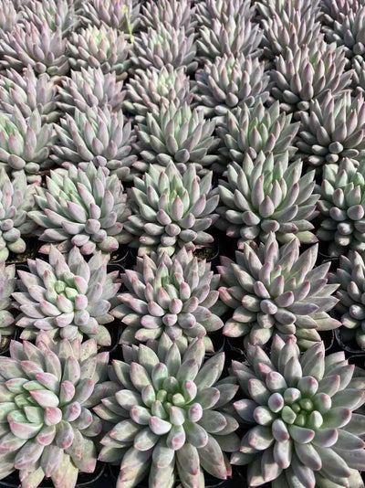 多肉植物 チェリー 54株セット 2.5号鉢 品番AF00030