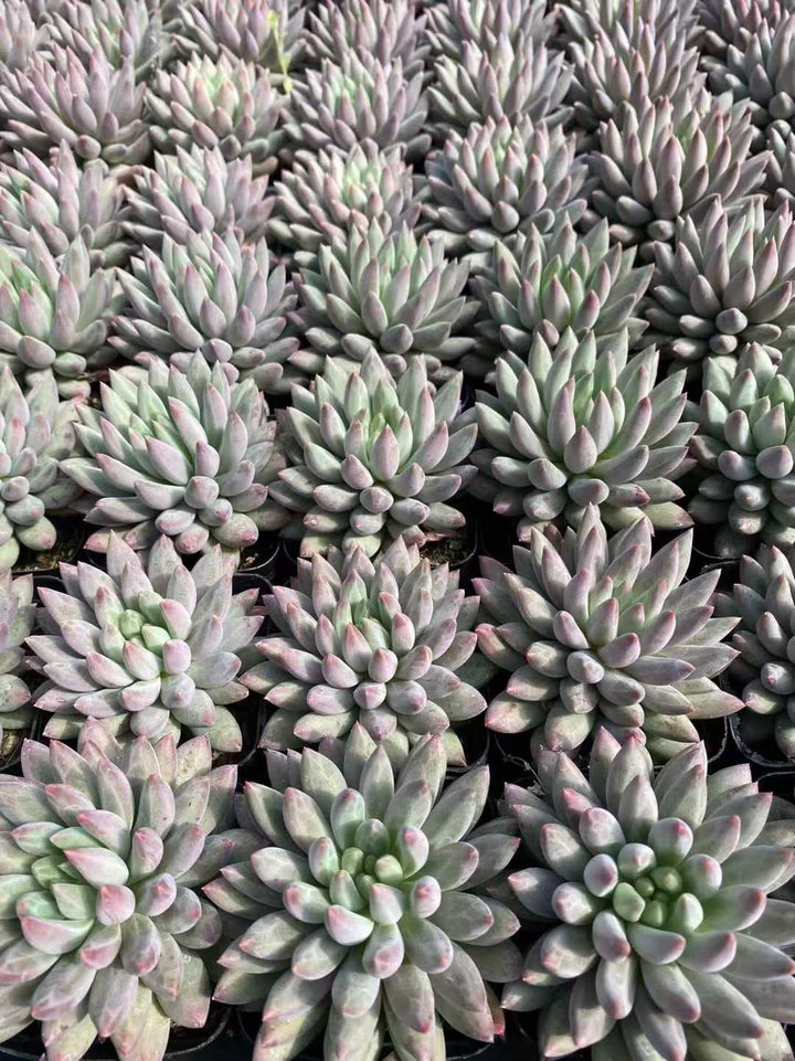 多肉植物 チェリー 54株セット 2.5号鉢 品番AF00030 – 花のパッセージ