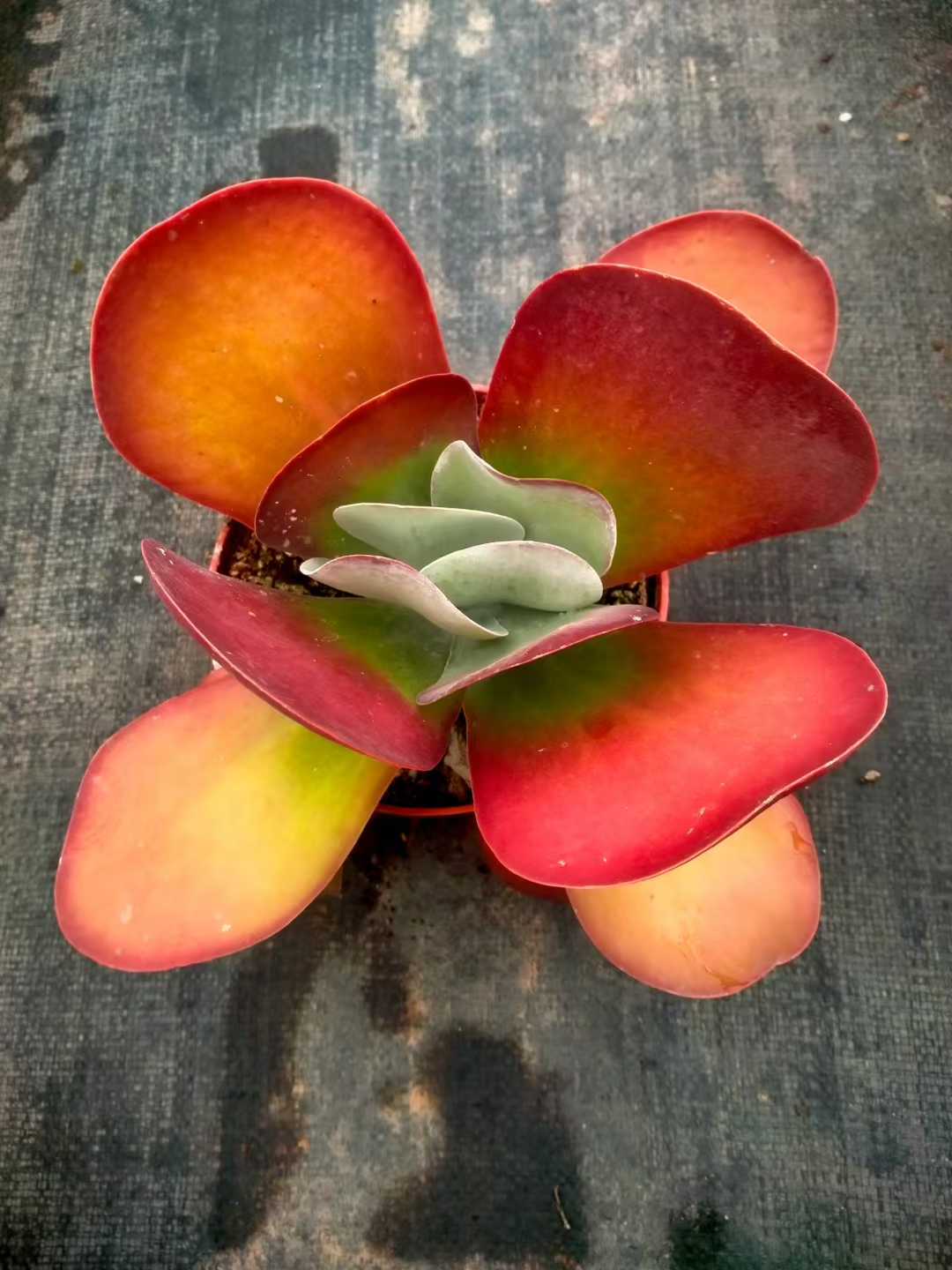 多肉植物 トウイン 12株セット 5号鉢 品番ZG00036