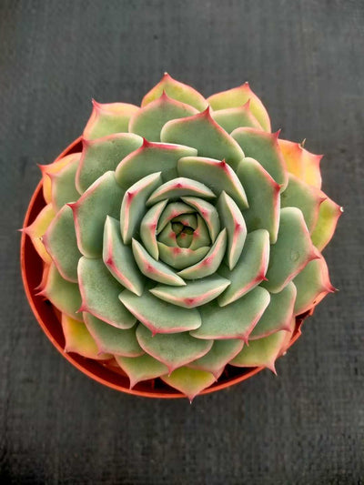 多肉植物 ピンクヒント 24株セット 4号鉢 品番ZG00025