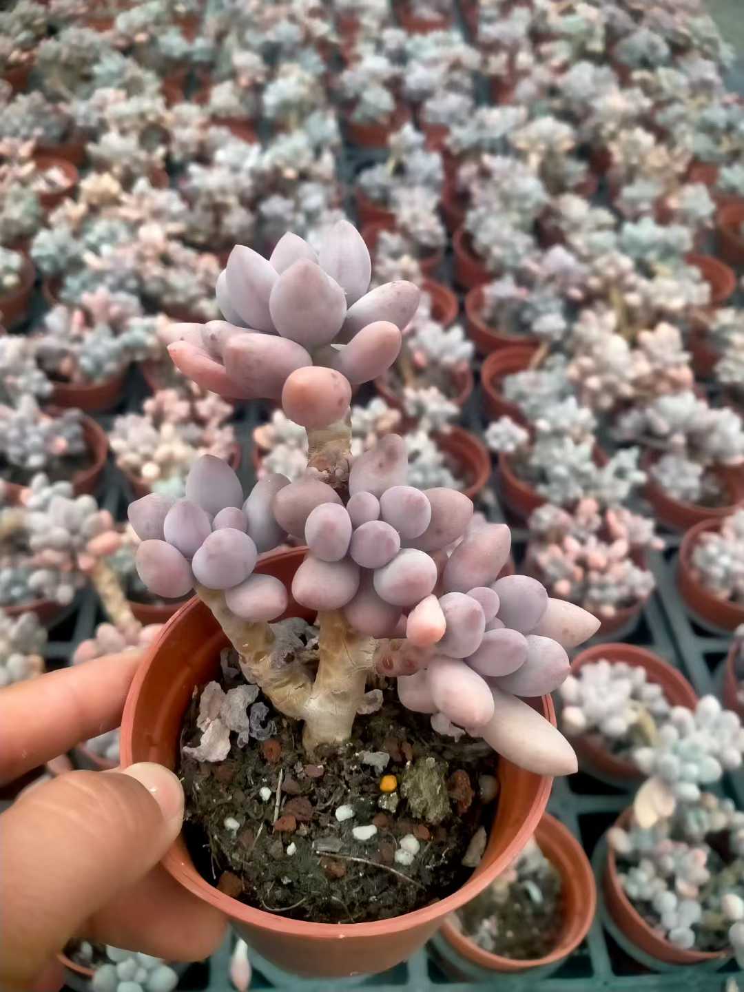 多肉植物 ピンクラバー 35株セット 3号鉢 品番ZG00066