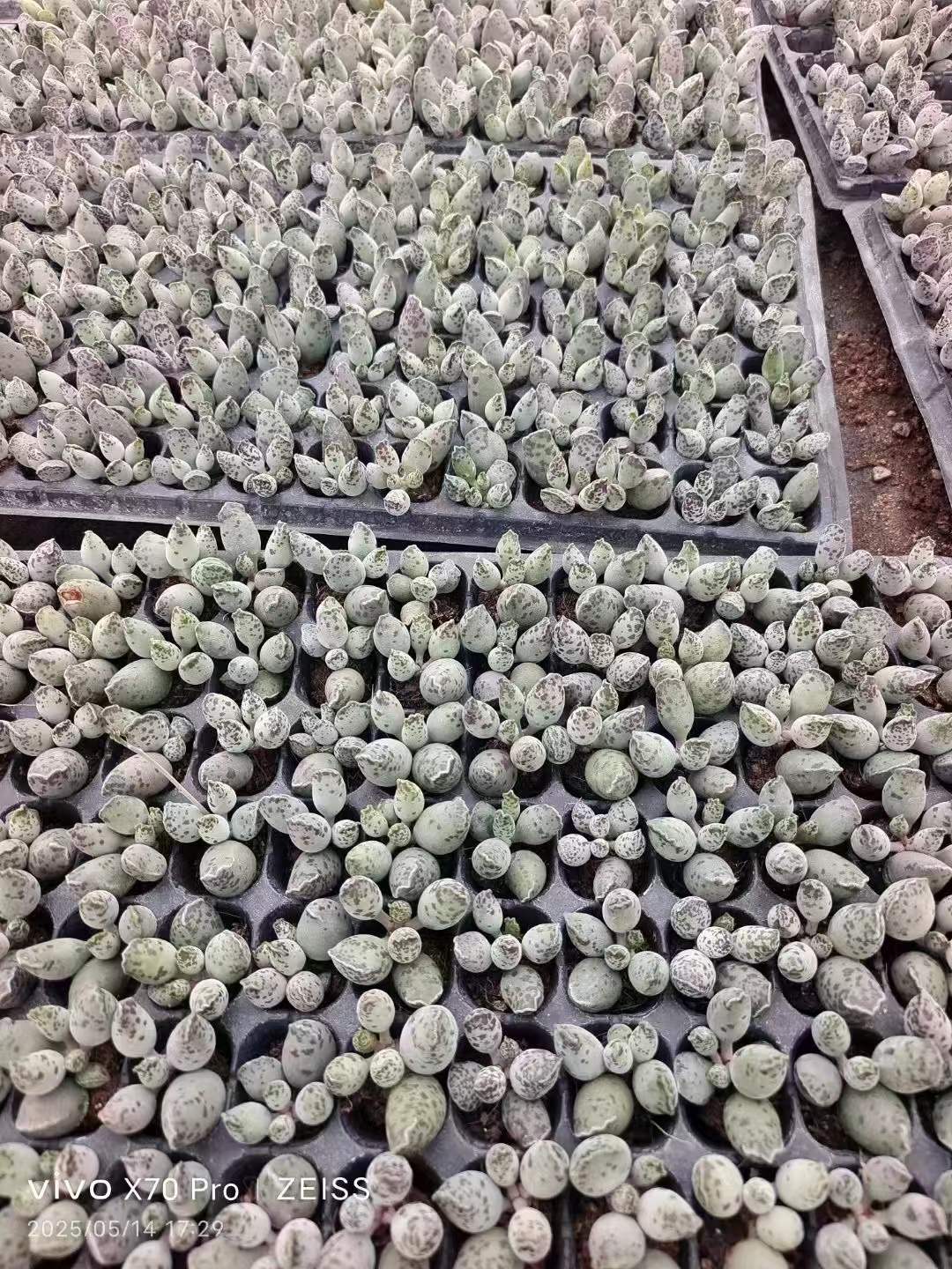 多肉植物 アザラシ 105株セット 品番AH00022