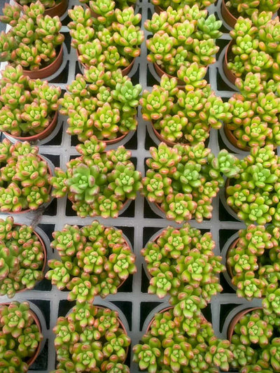 多肉植物 マルバショウリョク 35株セット 3号鉢 品番ZG00050