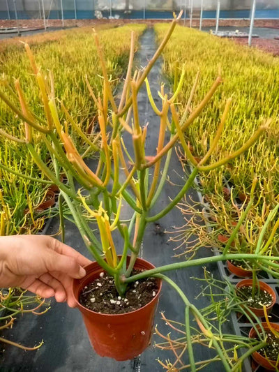 多肉植物 ベニサンゴセイショウ 24株セット 4号鉢 品番ZG00023