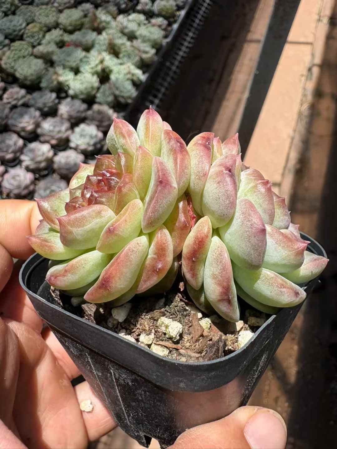 多肉植物 うんきゅうそう 50株セット 2.5号鉢 品番AD00194